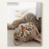 Cutest Baby Animals | Shorthair Tabby Kitten (Dos)