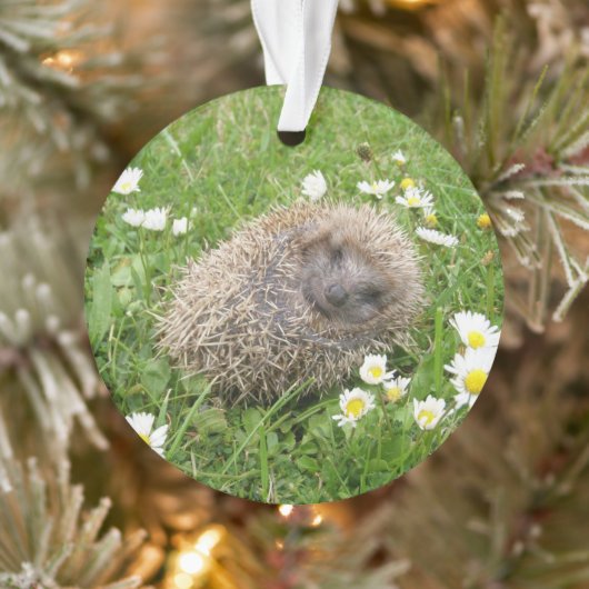 Cutest Baby Animals | Spanish Hedgehog (Arbre)