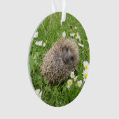 Cutest Baby Animals | Spanish Hedgehog (devant)