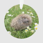 Cutest Baby Animals | Spanish Hedgehog (devant)