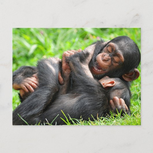 Cutest Baby Animals | Two Young Chimpanzees Briefkaart (Voorkant)