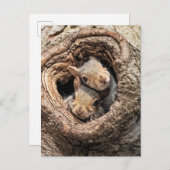 Cutest Baby Animals | Two Young Squirrels Briefkaart (Voorkant / Achterkant)