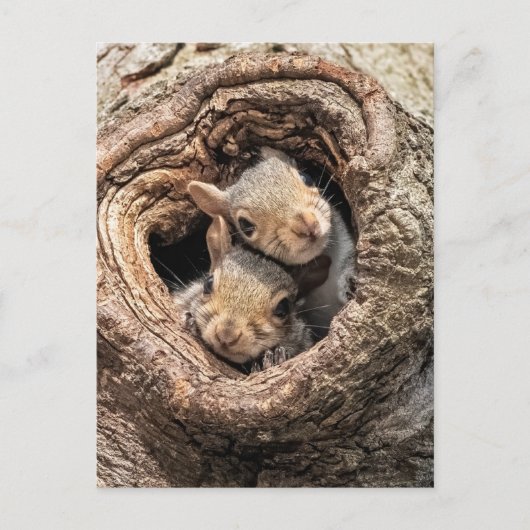 Cutest Baby Animals | Two Young Squirrels Briefkaart (Voorkant)
