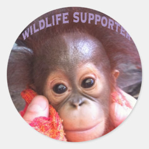 Cutest Baby Orangutan Orphan Ronde Sticker