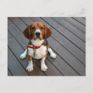 Cutest Beagle Dog Ever Briefkaart