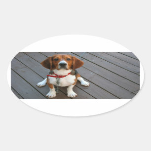 Cutest Beagle Dog Ever Ovale Sticker