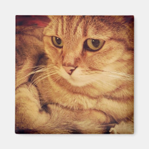Cutest Cat Magneet