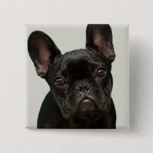 Cutest French Bulldog Puppy Vierkante Button 5,1 Cm