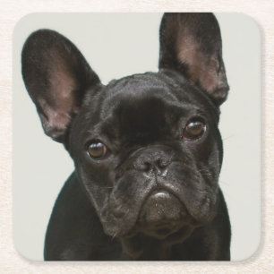 Cutest French Bulldog Puppy Vierkante Kartonnen Onderzetter