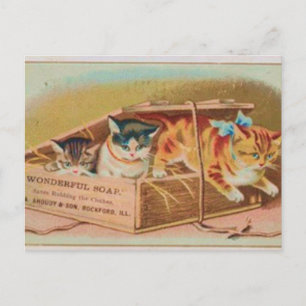 Cutest Kittens Soap Ad Briefkaart