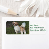 Cutest Shih Tzu Etiket (Insitu)