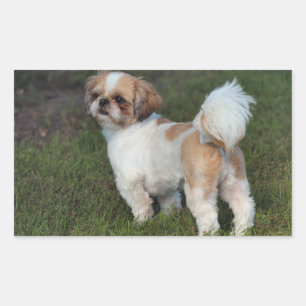 Cutest Shih Tzu Rechthoekige Sticker
