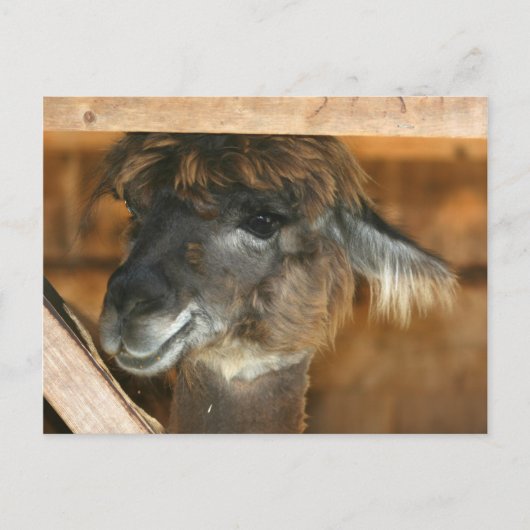 Cutey Llama Farm Animal Nature Photo Carte postale (Devant)