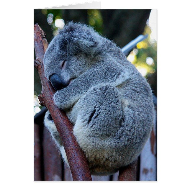Cutie Pie Koala (Voorkant)