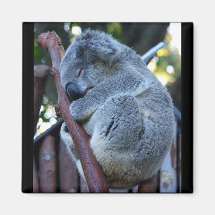 Cutie Pie Koala Magneet