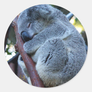 Cutie Pie Koala Ronde Sticker
