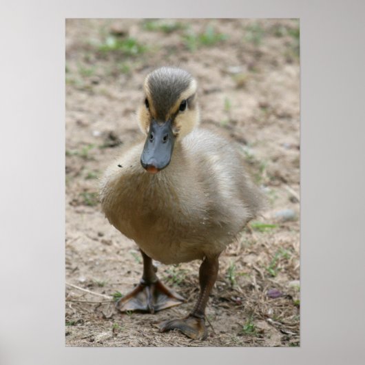 Cutie Poster (Voorkant)