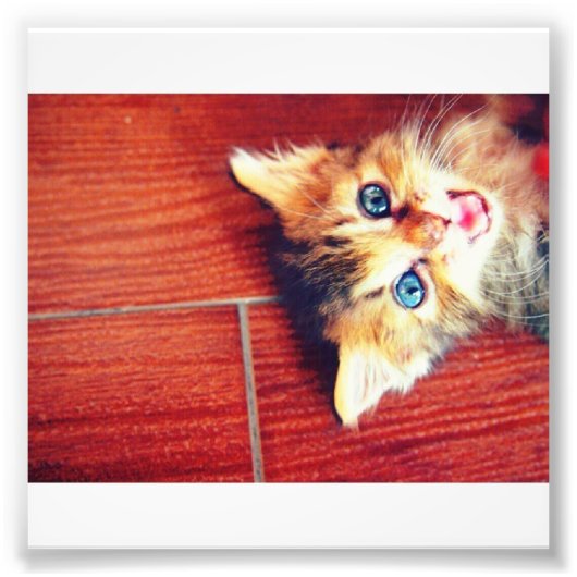Cutkat Foto Afdruk (Voorkant)