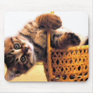 Cutkat Muismat
