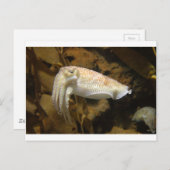 Cuttlevis Briefkaart (Voorkant / Achterkant)