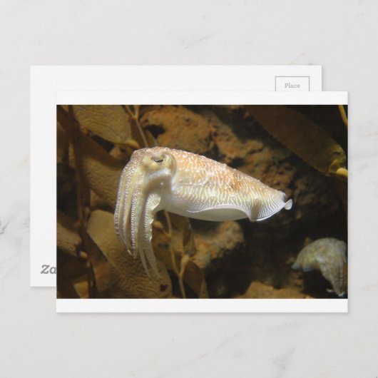 Cuttlevis Briefkaart (Voorkant / Achterkant)