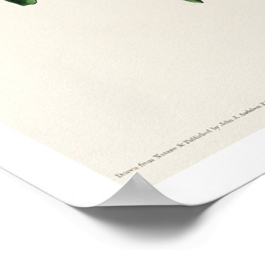 Cuvier's Kinglet par Audubon Poster (Coin)