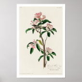 Cuvier's Kinglet par Audubon Poster (Devant)