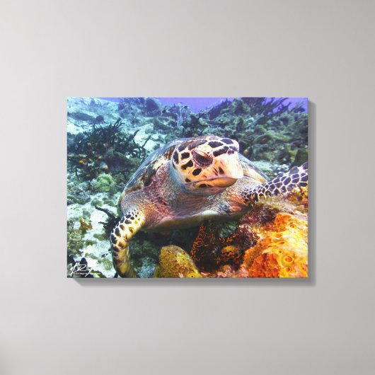 Cuzumel schildpad #4 canvas afdruk (Voorkant)