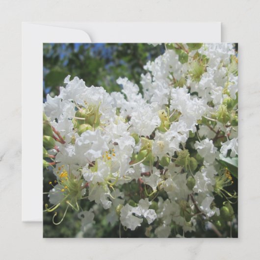 Cverkratle Myrtle Close Kaart (Voorkant)