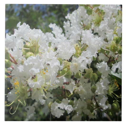 Cverkratle Myrtle Close Tegeltje (Voorkant)