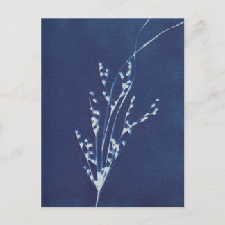 Cyanotype Print Grass Blue White Art Briefkaart