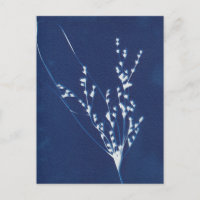 Cyanotype Print Grass Blue White Art Briefkaart