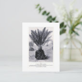 Cycad fossile dans la carte postale d'art floral (Debout devant)
