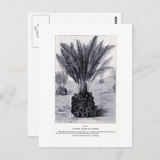 Cycad fossile dans la carte postale d'art floral (Devant / Derrière)
