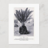 Cycad fossile dans la carte postale d'art floral (Devant)