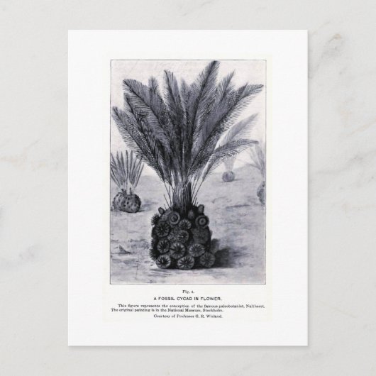Cycad fossile dans la carte postale d'art floral (Devant)