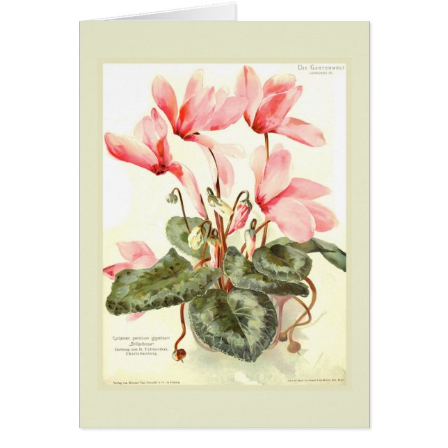Cyclamen (Voorkant)
