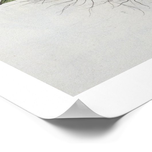 Cyclamen: 1.Cyclamen serotinum foliis hederaceis; Poster (Hoek)