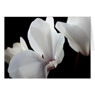 Cyclamen blanc
