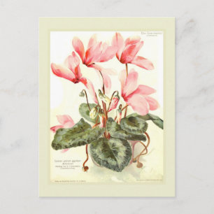 Cyclamen Briefkaart