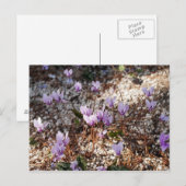 Cyclamen Briefkaart (Voorkant / Achterkant)