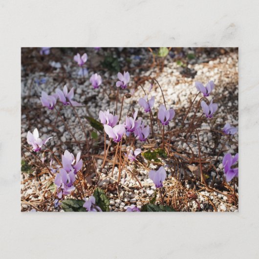Cyclamen Briefkaart (Voorkant)