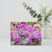 Cyclamen Coum Briefkaart (Staand voorkant)