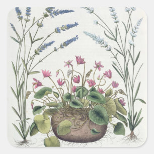 Cyclamen en lavender: 1.Cyclamen Romanum; 2.Spica Vierkante Sticker