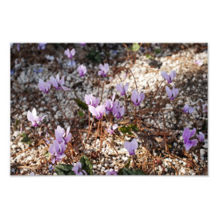 Cyclamen Foto Afdruk