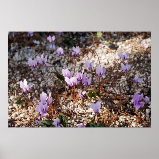 Cyclamen Poster (Voorkant)