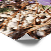 Cyclamen-Poster Poster (Hoek)