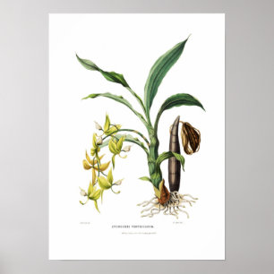 Cycnoches ventricosum by Miss Drake. Poster
