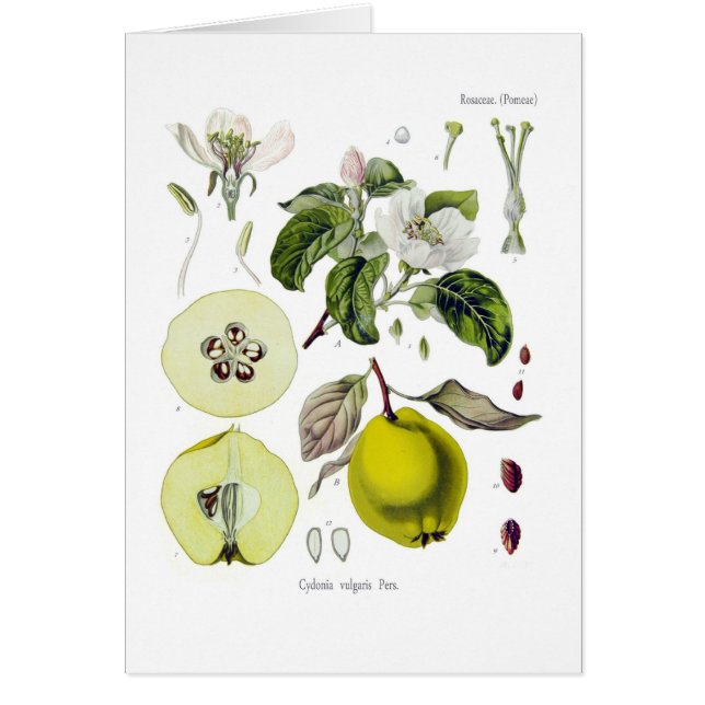 Cydonia vulgaris (Quince) (Voorkant)