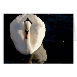 Cygne